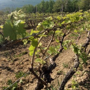 spring buds on vines