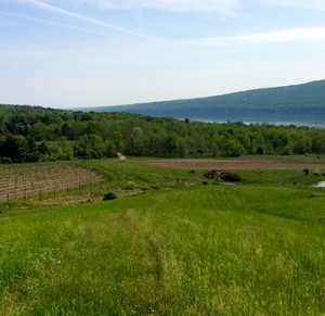 vineyard sites at Ingle Vineyard