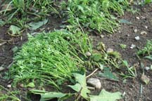 Carrots after storm