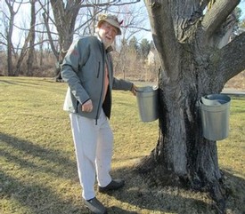 maple syrup at Ingle Vineyard