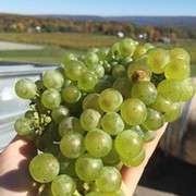 Riesling bunches from harvest 2015 Heron Hill