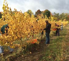 Sweepstakes Harvest at Ingle Vineyard