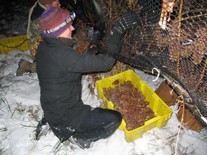 icewine harvest at Ingle Vineyard
