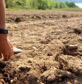 Ingle Vineyard soil