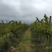 harvest time at Ingle Vineyard