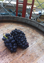 Pinot Noir grape clusters