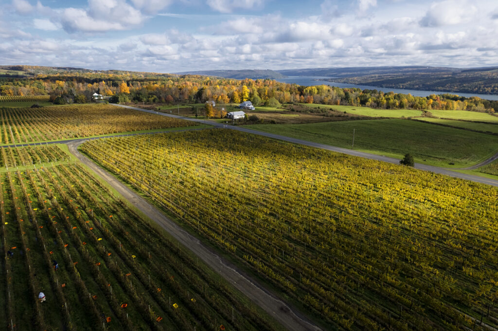 Ariel view of Heron Hill Keuka Estate vineyards