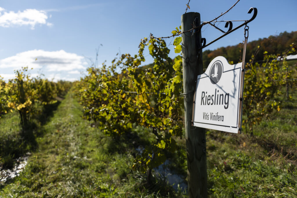 Riesling sign in the vineyard
