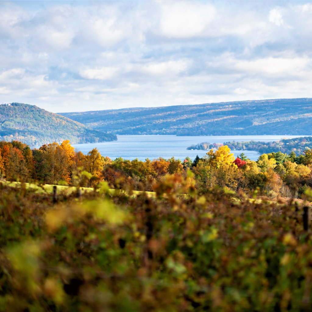 View of keuka lake and vineyards at Heron Hill winery